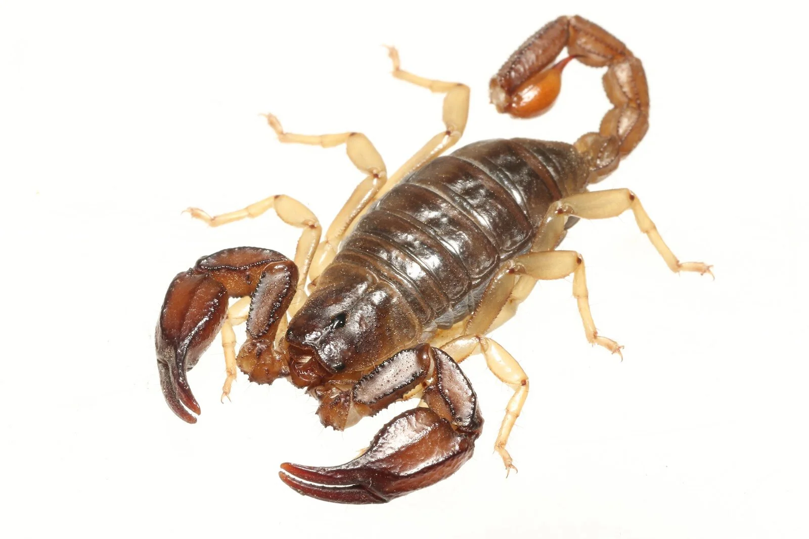 CCGP — Uroctonus mordax (Western Forest Scorpion)